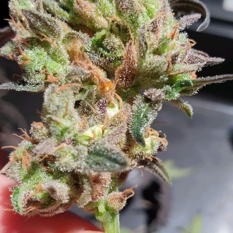 Blue OG growlog timeline photo