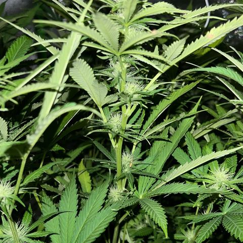 Chocolope #2 | DNA Genetics growlog photo: Blüte Woche 4 startet.
Erste Ergebnisse sichtbar 😉