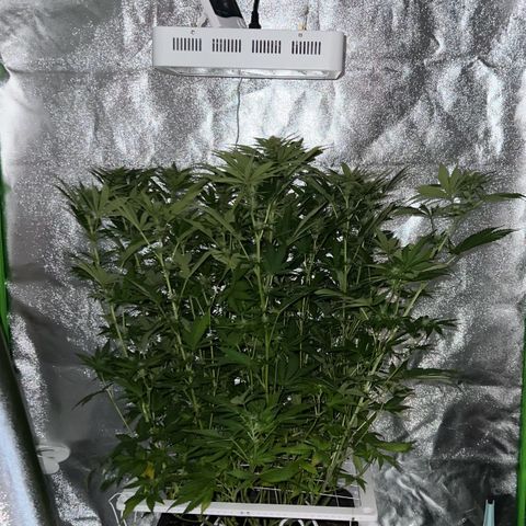 Chocolope #2 | DNA Genetics growlog photo: Blüte Woche 4 startet.
Erste Ergebnisse sichtbar 😉