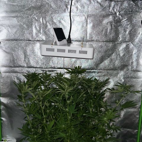 Chocolope #2 | DNA Genetics growlog photo: Blüte Woche 4 startet.
Erste Ergebnisse sichtbar 😉