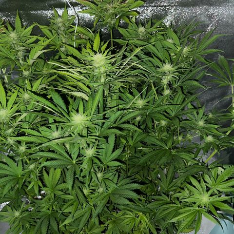 Chocolope #2 | DNA Genetics growlog photo: Blüte Woche 4 startet.
Erste Ergebnisse sichtbar 😉