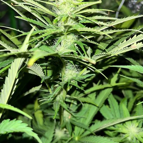 Chocolope #2 | DNA Genetics growlog photo: Blüte Woche 4 startet.
Erste Ergebnisse sichtbar 😉