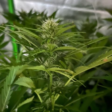 Chocolope #2 | DNA Genetics growlog photo: Blüte Woche 4 startet.
Erste Ergebnisse sichtbar 😉