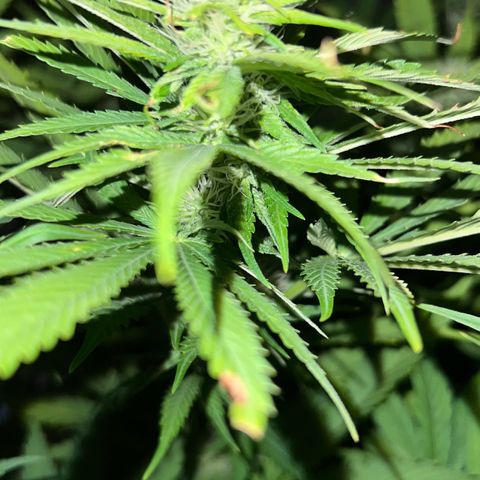 Chocolope #2 | DNA Genetics growlog photo: Blüte Woche 4 startet.
Erste Ergebnisse sichtbar 😉