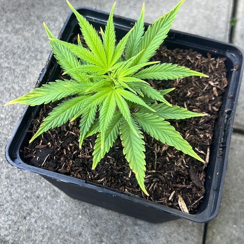 Chocolope #2 | DNA Genetics growlog timeline photo