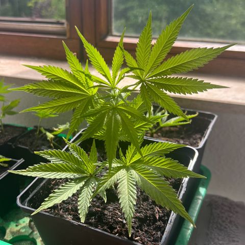 Chocolope #2 | DNA Genetics growlog timeline photo