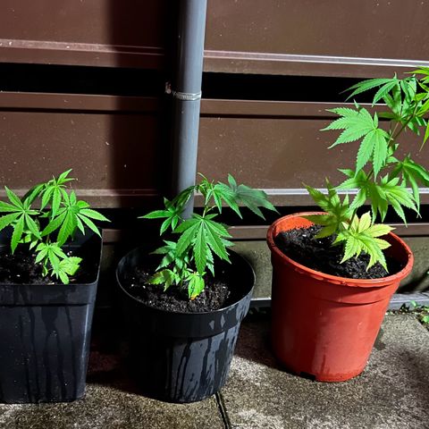 Chocolope #2 | DNA Genetics growlog timeline photo