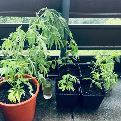 Chocolope #2 | DNA Genetics growlog photo: Hagel- und Sturmschaden! 🤮