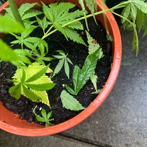 Chocolope #2 | DNA Genetics growlog photo: Hagel- und Sturmschaden! 🤮