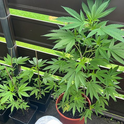 Chocolope #2 | DNA Genetics growlog photo: Sturmschaden überstanden!