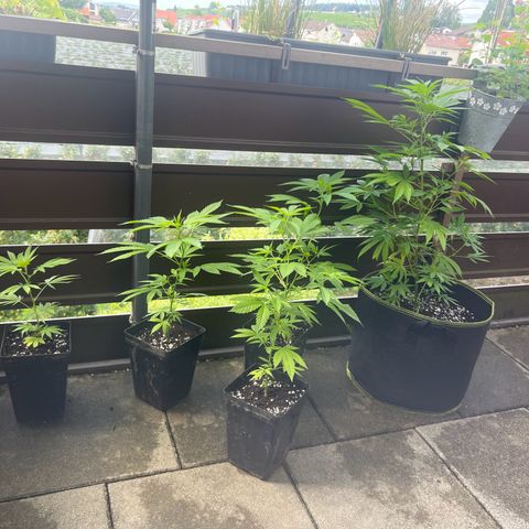 Chocolope #2 | DNA Genetics growlog timeline photo