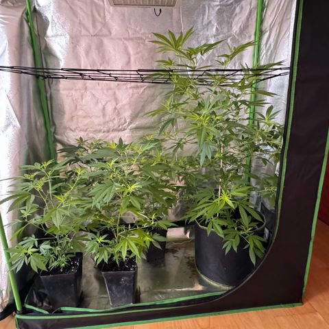 Chocolope #2 | DNA Genetics growlog photo: Umzug von Balkon in Growbox