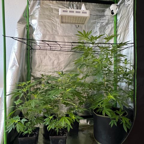 Chocolope #2 | DNA Genetics growlog photo: Umzug von Balkon in Growbox