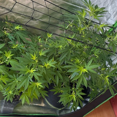 Chocolope #2 | DNA Genetics growlog photo: Umzug von Balkon in Growbox