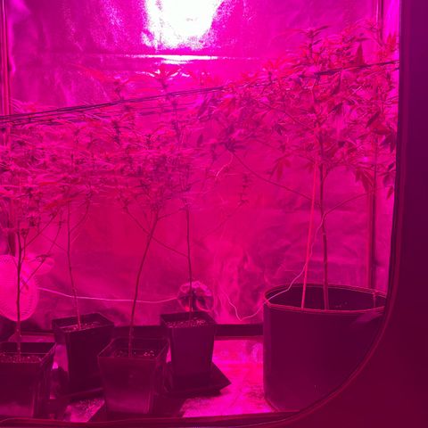 Chocolope #2 | DNA Genetics growlog photo: Lollypopping + Headbud superscrobbing