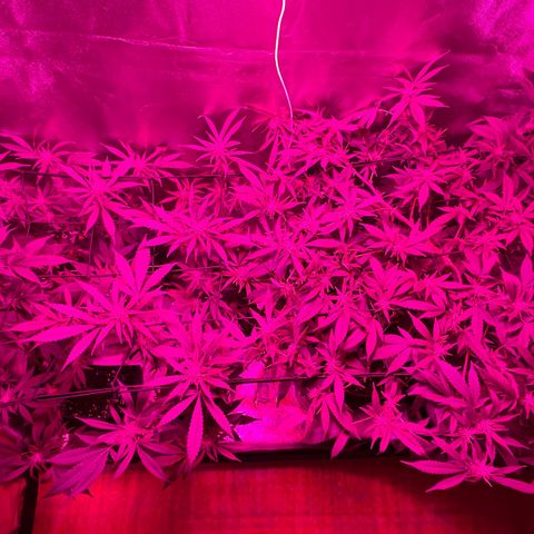 Chocolope #2 | DNA Genetics growlog photo: Lollypopping + Headbud superscrobbing