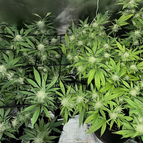 Chocolope #2 | DNA Genetics growlog timeline photo