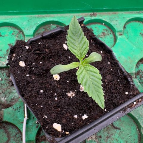 Scrogbomb #1 growlog photo: Erstes Blattpaar, Start Vegi!