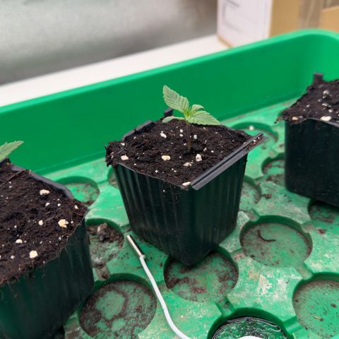 Scrogbomb #1 growlog photo: Erstes Blattpaar, Start Vegi!
