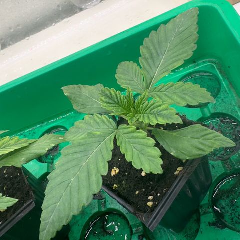 Scrogbomb #1 growlog timeline photo