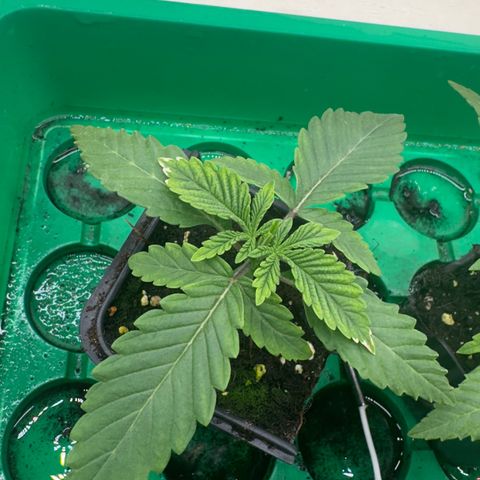 Scrogbomb #1 growlog timeline photo