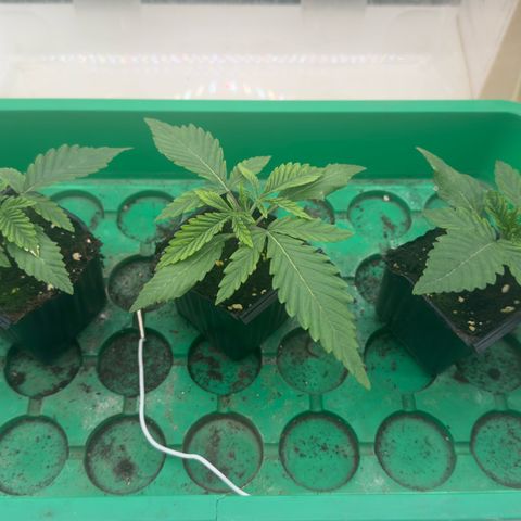 Scrogbomb #1 growlog timeline photo