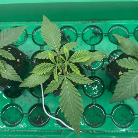 Scrogbomb #1 growlog timeline photo