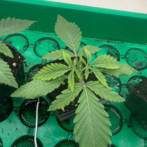Scrogbomb #1 growlog timeline photo