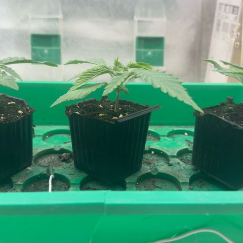 Scrogbomb #1 growlog timeline photo