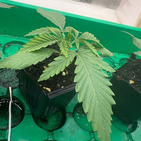 Scrogbomb #1 growlog timeline photo