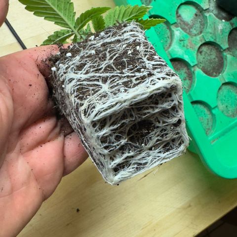 Scrogbomb #1 growlog timeline photo