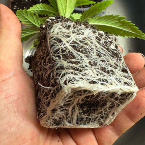 Scrogbomb #1 growlog timeline photo