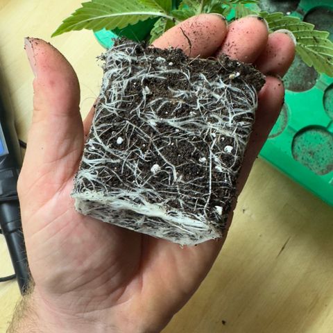 Scrogbomb #1 growlog timeline photo