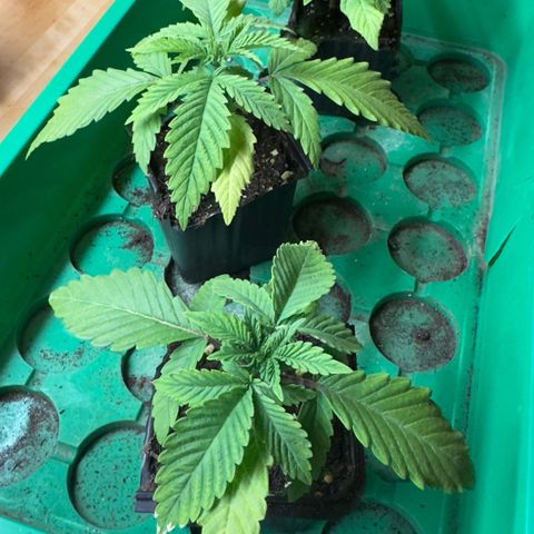 Scrogbomb #1 growlog timeline photo