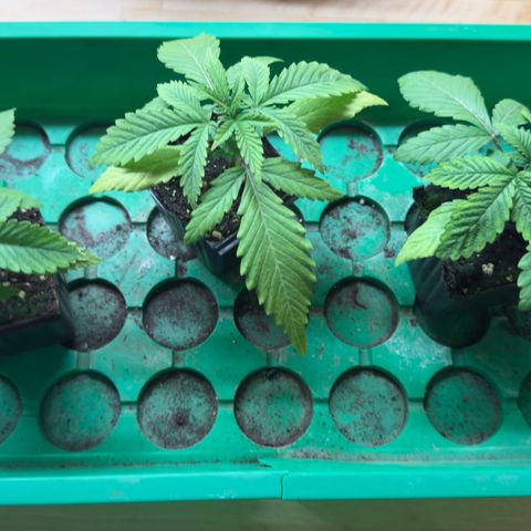 Scrogbomb #1 growlog timeline photo
