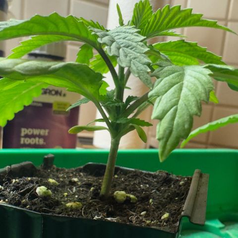 Scrogbomb #1 growlog timeline photo