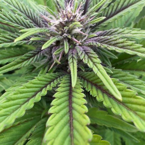 Scrogbomb #1 growlog timeline photo