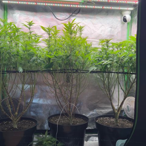 Scrogbomb #1 growlog photo: Finales/Letztes Beschneiden mit knapp 50% Materialentnahme! 