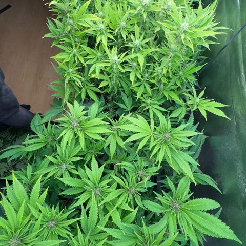 Scrogbomb #1 growlog photo: Finales/Letztes Beschneiden mit knapp 50% Materialentnahme! 