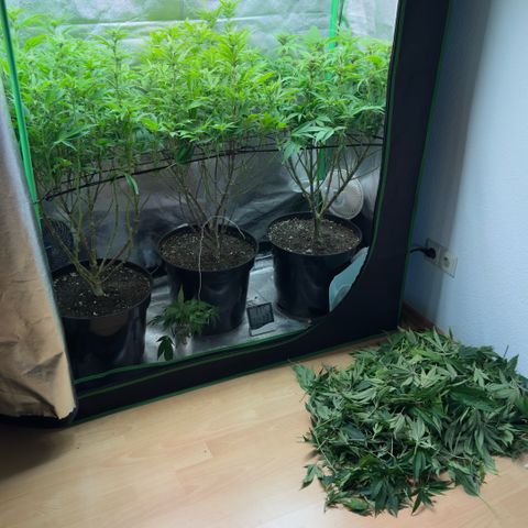 Scrogbomb #1 growlog photo: Finales/Letztes Beschneiden mit knapp 50% Materialentnahme! 