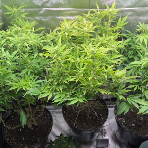 Scrogbomb #1 growlog photo: Finales/Letztes Beschneiden mit knapp 50% Materialentnahme! 