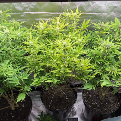 Scrogbomb #1 growlog photo: Erholung 2 Tage nach Beschneidung