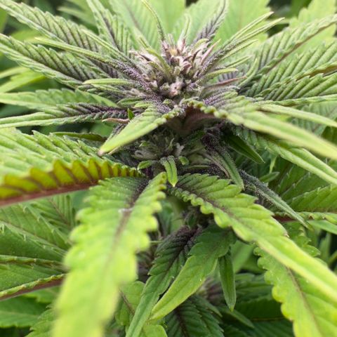 Scrogbomb #1 growlog photo: Erholung 2 Tage nach Beschneidung