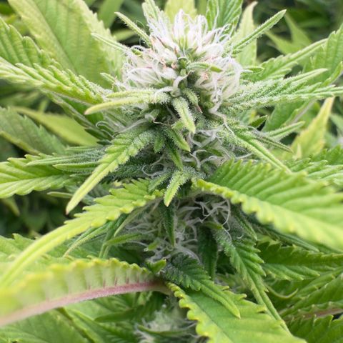 Scrogbomb #1 growlog photo: Erholung 2 Tage nach Beschneidung