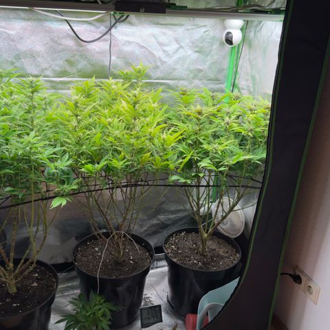 Scrogbomb #1 growlog photo: Erholung 2 Tage nach Beschneidung
