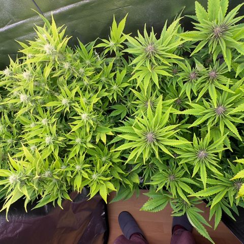 Scrogbomb #1 growlog photo: Erholung 2 Tage nach Beschneidung