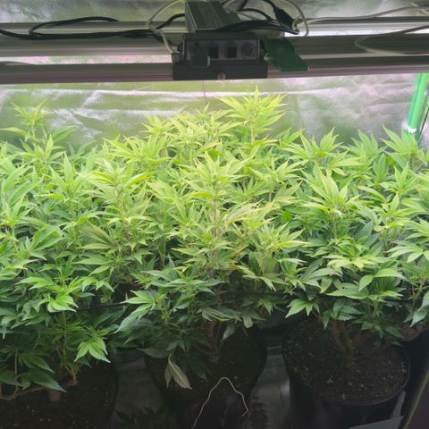 Scrogbomb #1 growlog photo: Stecklinge mit in der Blüte :(
Massiver Stretch nach Umstellung Blüte über Scrog Gitter