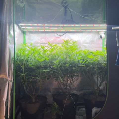 Scrogbomb #1 growlog photo: Stecklinge mit in der Blüte :(
Massiver Stretch nach Umstellung Blüte über Scrog Gitter