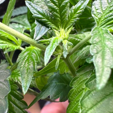 Scrogbomb #1 growlog photo: Stecklinge mit in der Blüte :(
Massiver Stretch nach Umstellung Blüte über Scrog Gitter