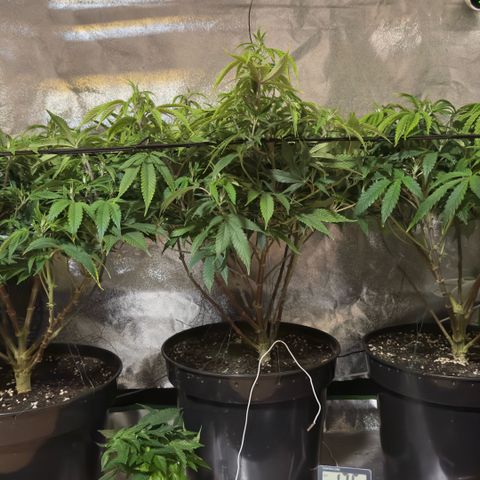 Scrogbomb #1 growlog photo: Start 12/12 Blüte
Installation Ad-Lights IR + DeepRed